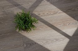 STEINHOLZ � �������� SPC �������
