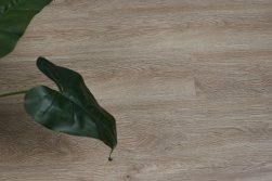 STEINHOLZ � �������� SPC �������